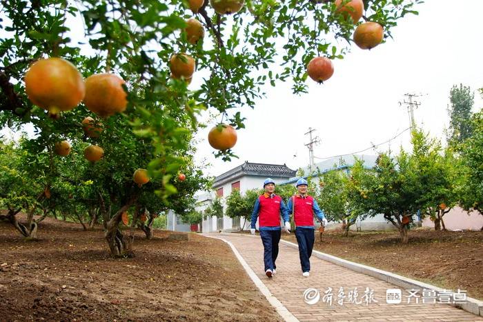 致富石榴种植视频_石榴种植致富经_石榴种植效益