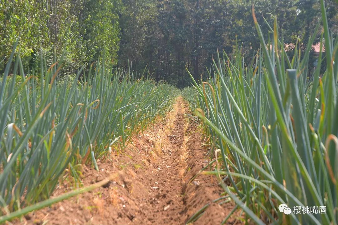 葱种法_葱的种植_农村葱种植技术