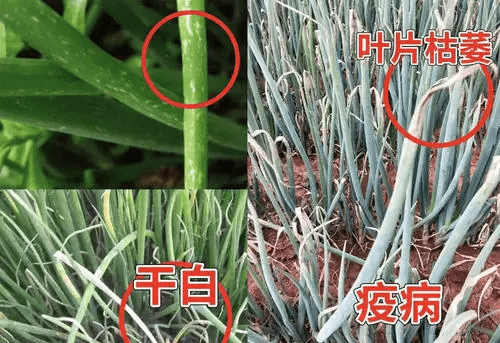 葱种植农村技术有哪些_农村葱种植技术_葱种植法