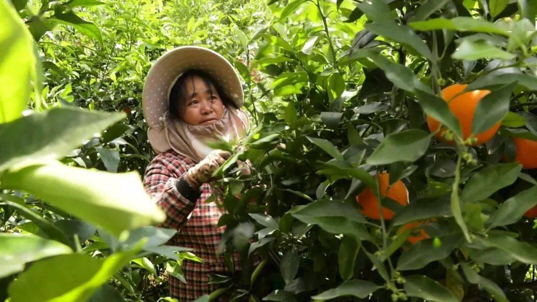 柑橘种植致富成果_柑橘种植效益_柑橘的种植成本和利润