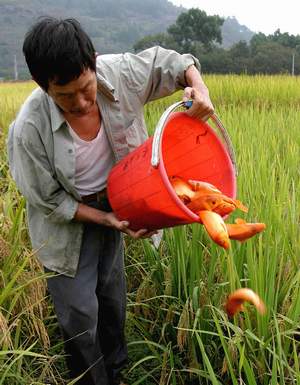 致富养殖泥鳅鱼视频_泥鳅鱼养殖致富_致富养殖泥鳅鱼图片