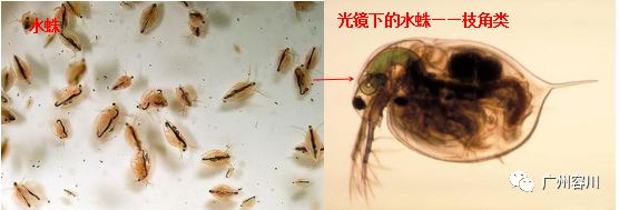 康鱼图片_养殖康鱼技术视频教程_康鱼的养殖技术