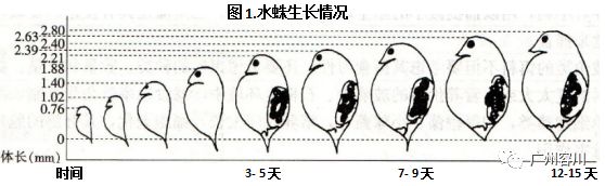 养殖康鱼技术视频教程_康鱼图片_康鱼的养殖技术