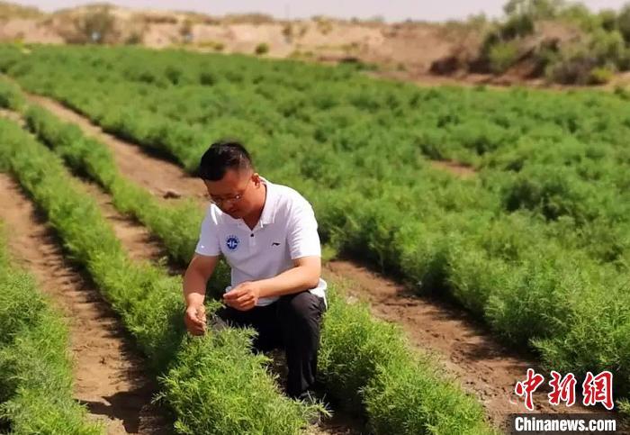 河南肉苁蓉种植技术_种植肉河南苁蓉技术怎么样_肉苁蓉种植技术视频