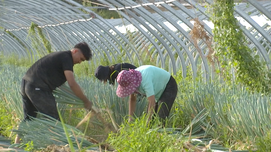 葱的种植_葱种植农村技术有哪些_农村葱种植技术