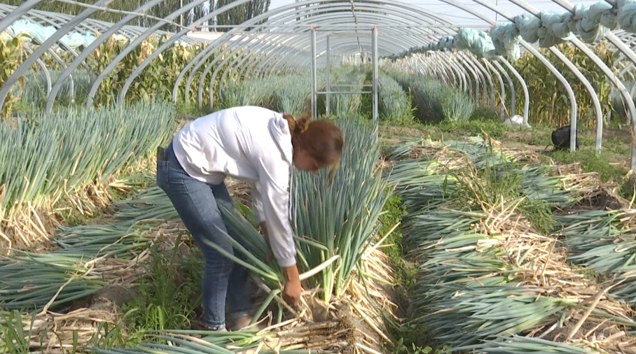 葱的种植_农村葱种植技术_葱种植农村技术有哪些