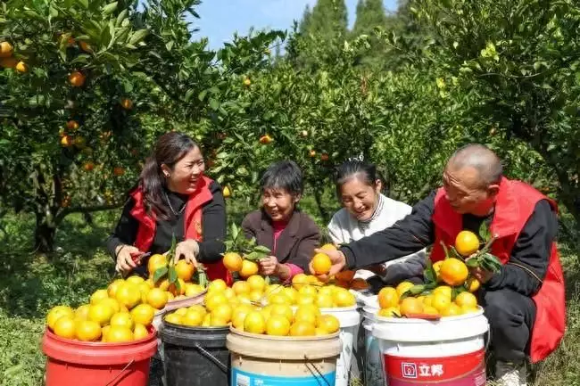 开阳县南龙乡：柑橘飘香迎丰收 铺就群众致富路播报文章