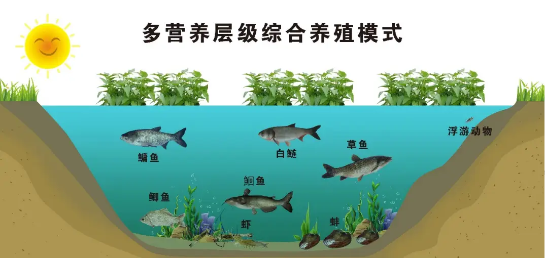 淡水鱼康鱼_养殖康鱼技术视频教程_康鱼的养殖技术