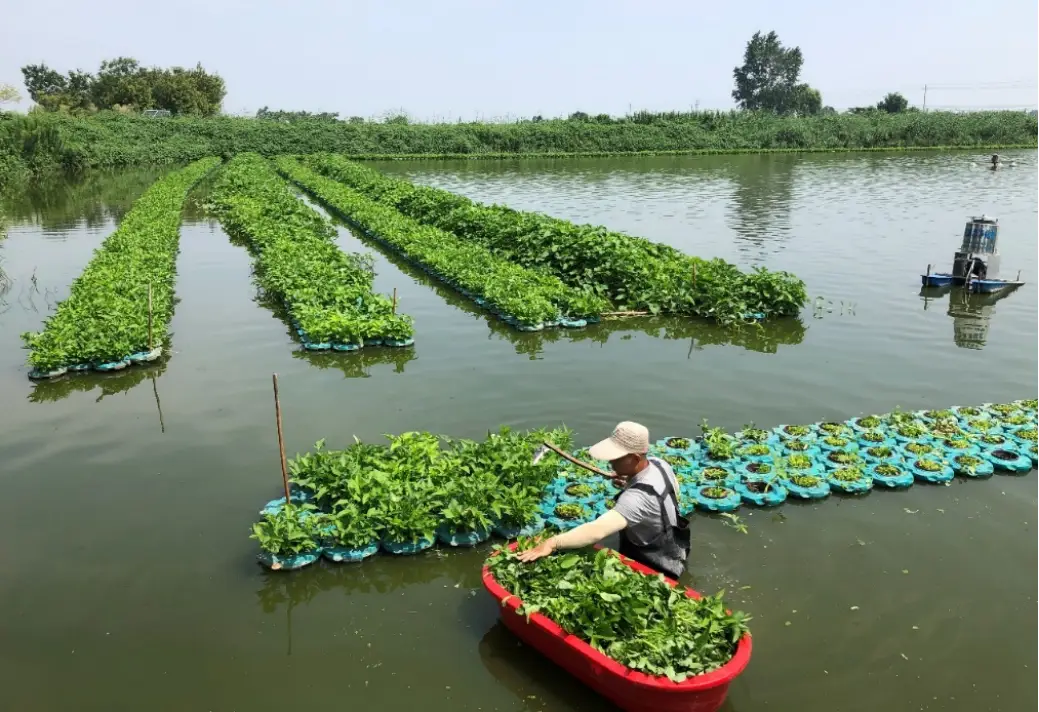 康鱼的养殖技术_养殖康鱼技术视频教程_淡水鱼康鱼