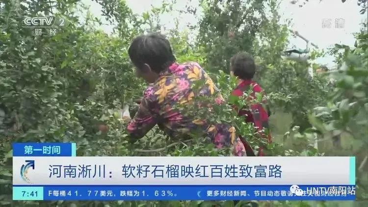 致富石榴种植方法_石榴种植效益_石榴种植致富经