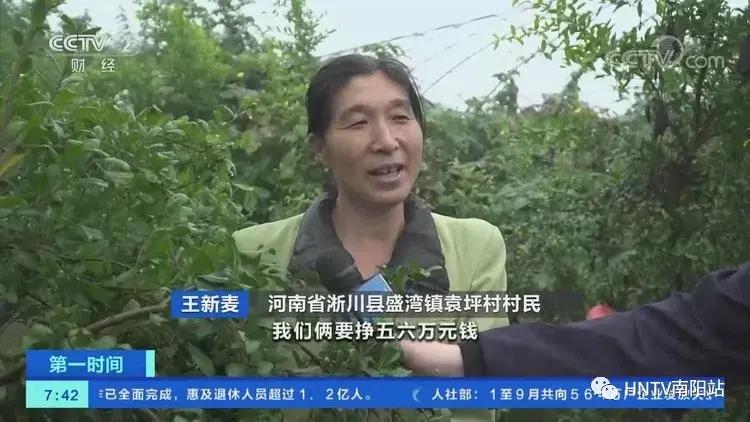 致富石榴种植方法_石榴种植效益_石榴种植致富经