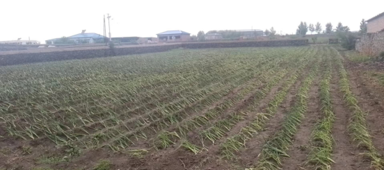 葱种植技术与管理_农村葱种植技术_葱的种植