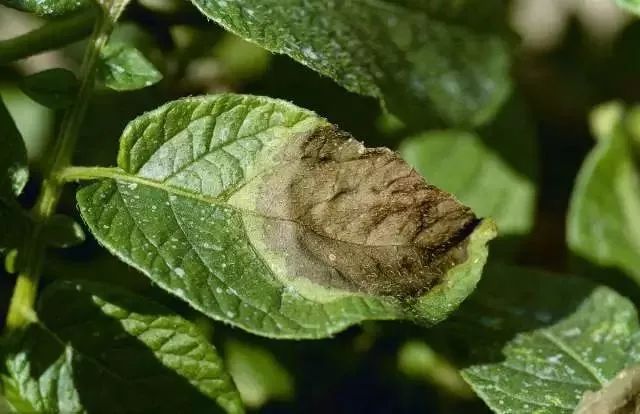 大棚土豆最新种植技术_土豆大棚种植最新技术视频_土豆大棚栽培技术视频