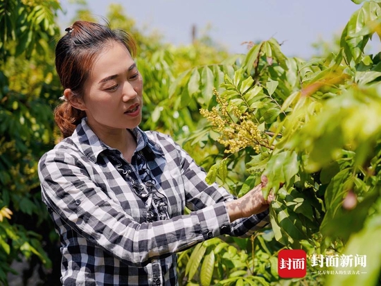 武万琼在查看龙眼树花枝情况。