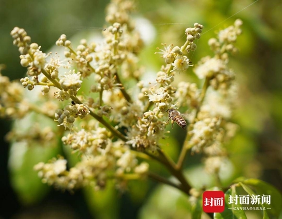 龙眼花开引蜂来。