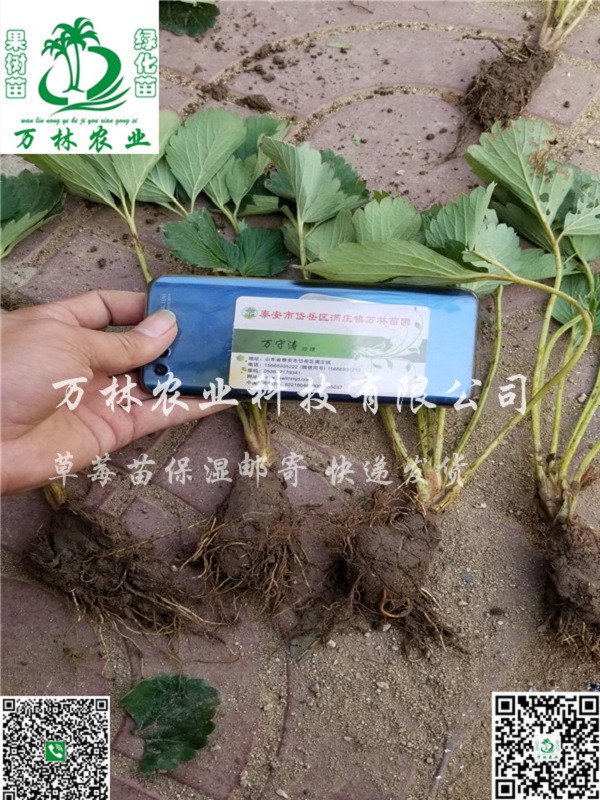 章姬草莓苗什么时间种植，章姬草莓苗种植基地