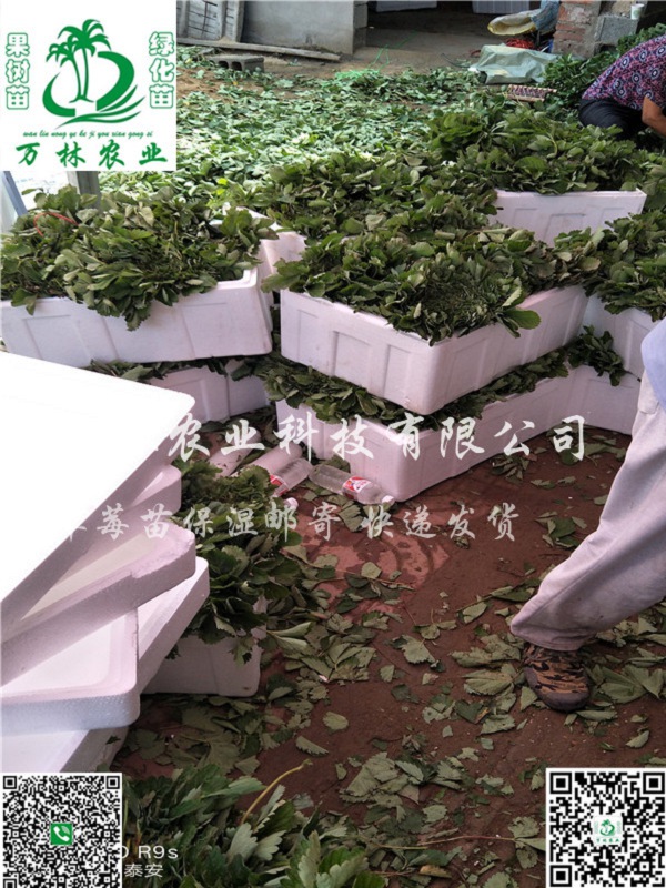 章姬草莓苗什么时间种植，章姬草莓苗种植基地