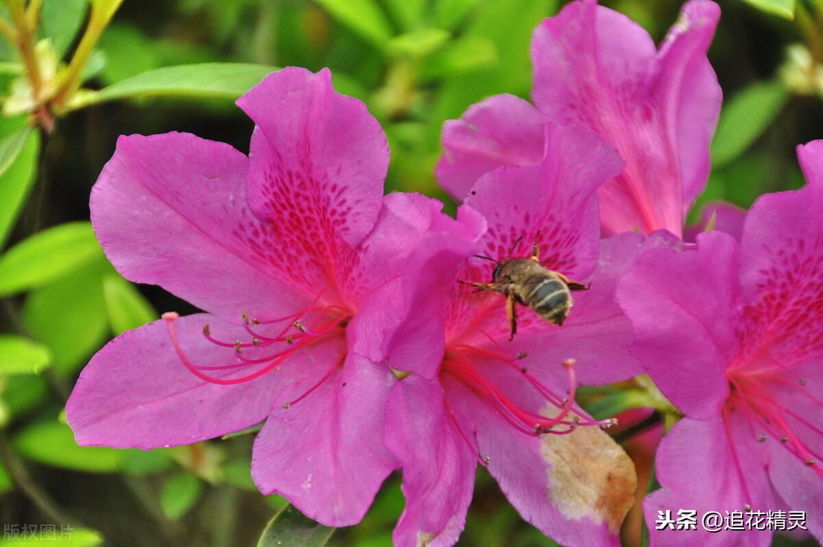 养殖蜂蜜怎么养殖技术_蜂蜜养植技术指异_土蜂蜜养殖技术