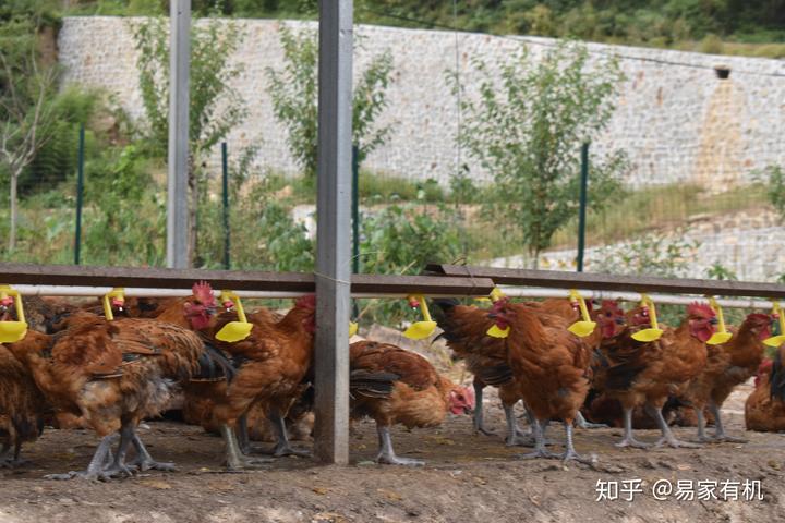 养殖鸡致富_致富项目养鸡_养殖致富网养鸡