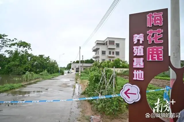 致富鳄鱼养殖视频_致富经鳄鱼养殖视频_鳄鱼的养殖致富