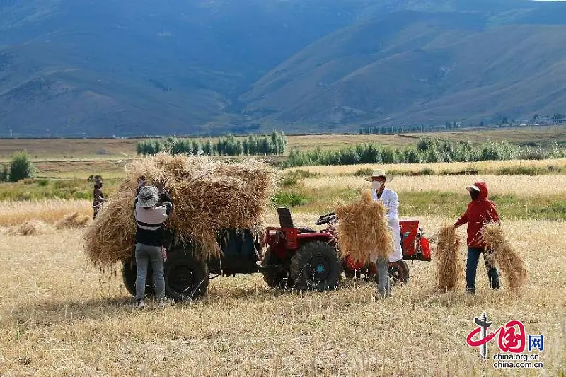 稻城稻田_稻城村庄_稻城农村种植致富