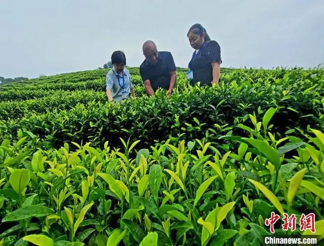 红土地上振兴路：山村茶园里的“致富经”