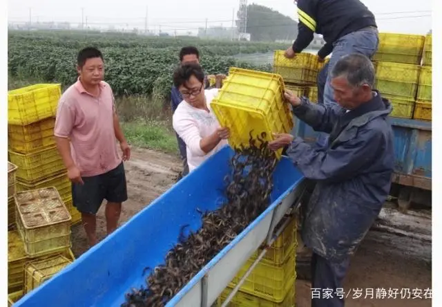 泥鳅鱼养殖致富_泥鳅鱼养殖成本和利润_致富养殖泥鳅鱼怎么样