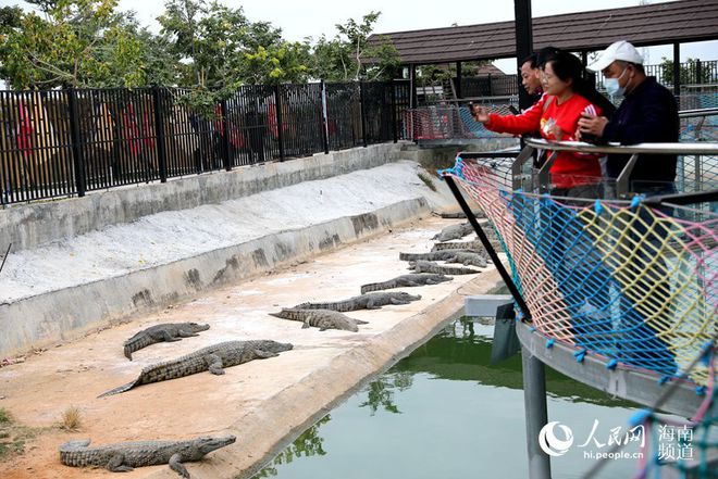 养殖鳄鱼赚钱_致富鳄鱼养殖视频_鳄鱼的养殖致富