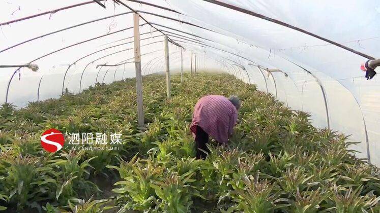 致富白菜种植农村视频_白菜种植收益_农村种植白菜致富