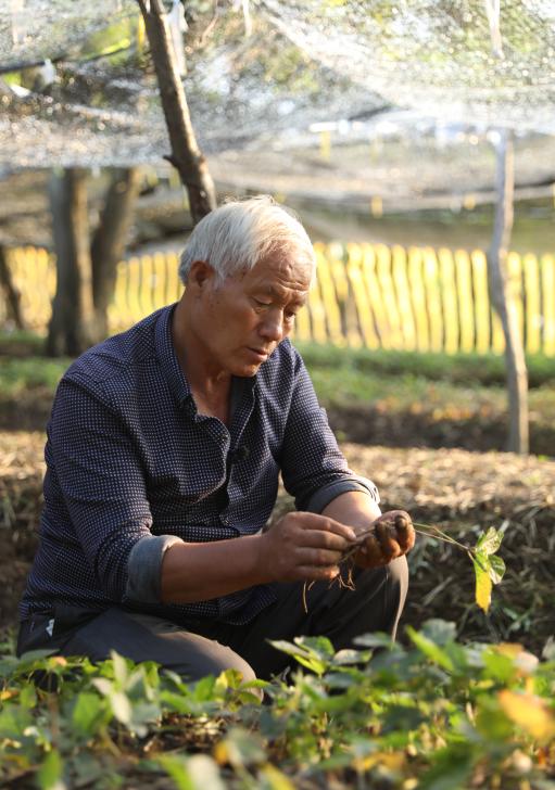 农村致富新项目种植业_种植致富带头人_怎么带动全村种植致富