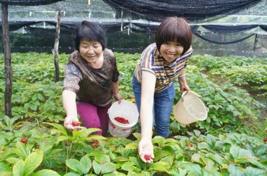 怎么带动全村种植致富_农村致富新项目种植业_种植致富带头人