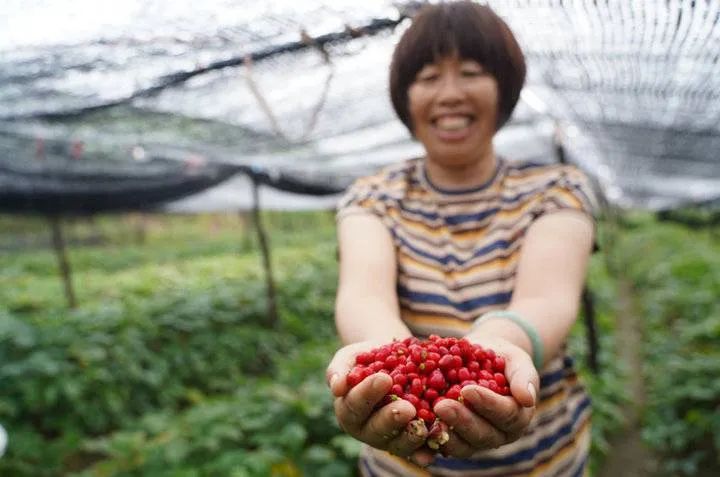 怎么带动全村种植致富_农村致富新项目种植业_种植致富带头人