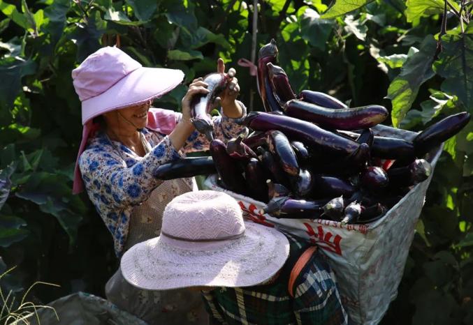 种植致富带头人_怎么带动全村种植致富_种植带动农民致富