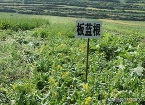 种牛膝赚钱吗_牛膝种植效益_牛膝种植致富