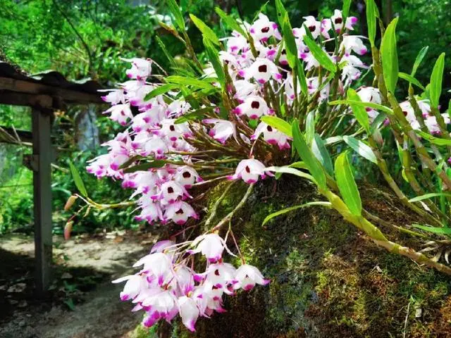 泸州适合种植农作物_泸州种植致富_泸州适合种植什么药材