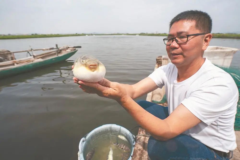 河豚养殖前景_河豚养殖赚钱吗_海河豚怎么养殖技术