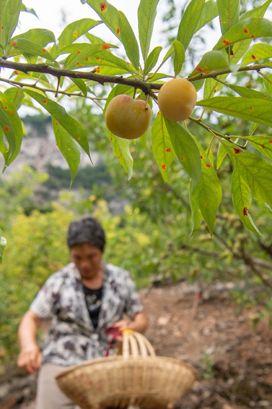 怎么带动全村种植致富_农村种植致富案例_种植致富带头人