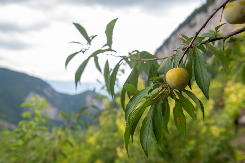 农村种植致富案例_种植致富带头人_怎么带动全村种植致富