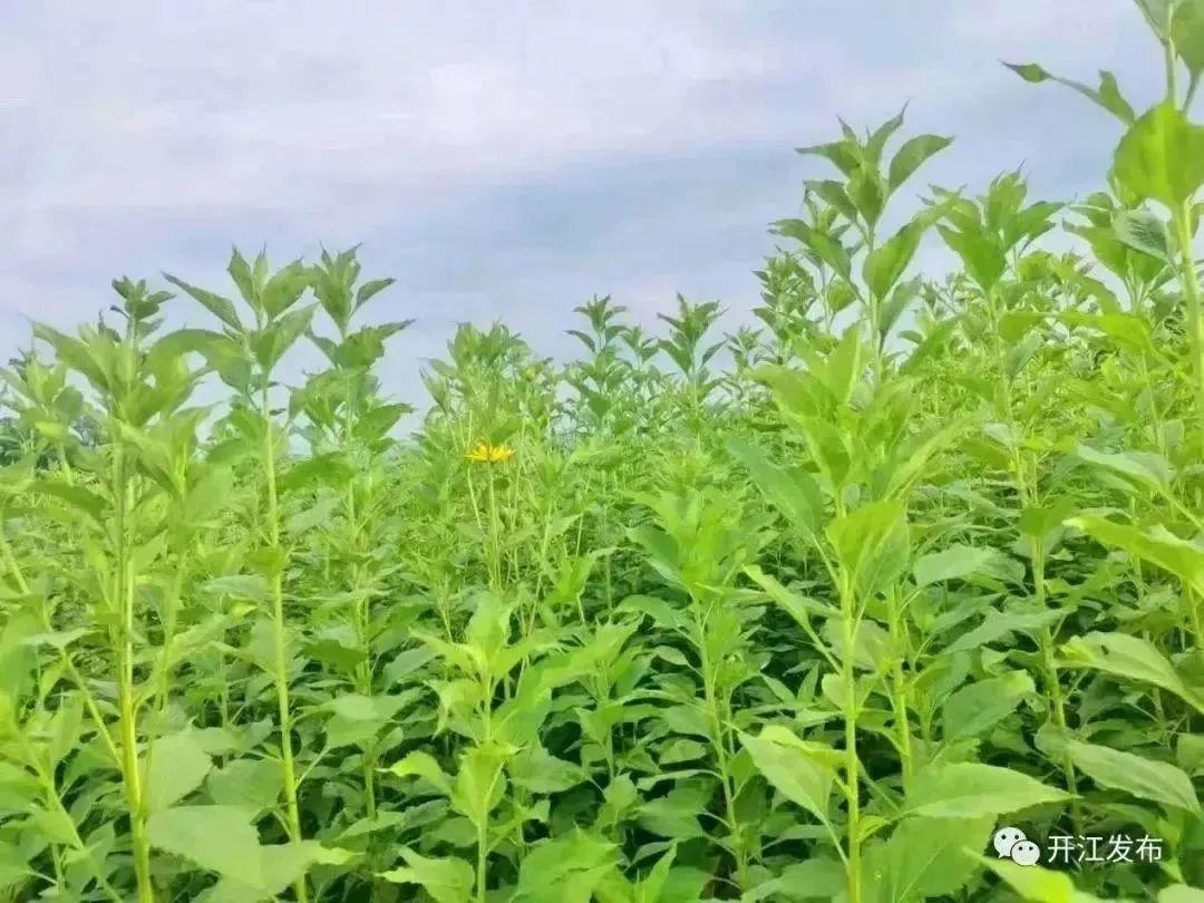 牛膝种植致富_致富种植牛膝视频_种牛膝赚钱吗