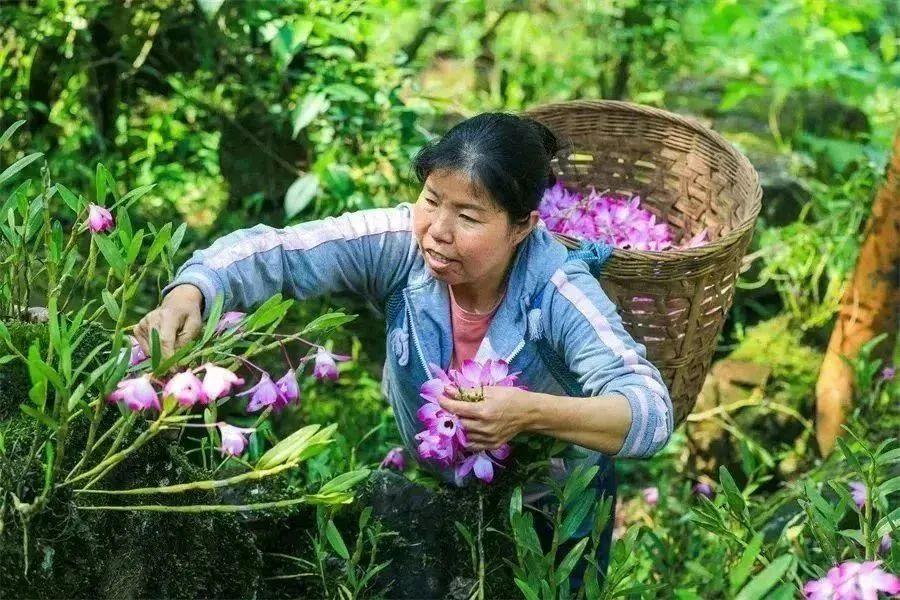 致富种植牛膝视频_牛膝种植致富_种牛膝赚钱吗