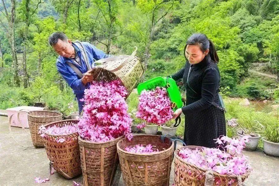 致富种植牛膝视频_牛膝种植致富_种牛膝赚钱吗