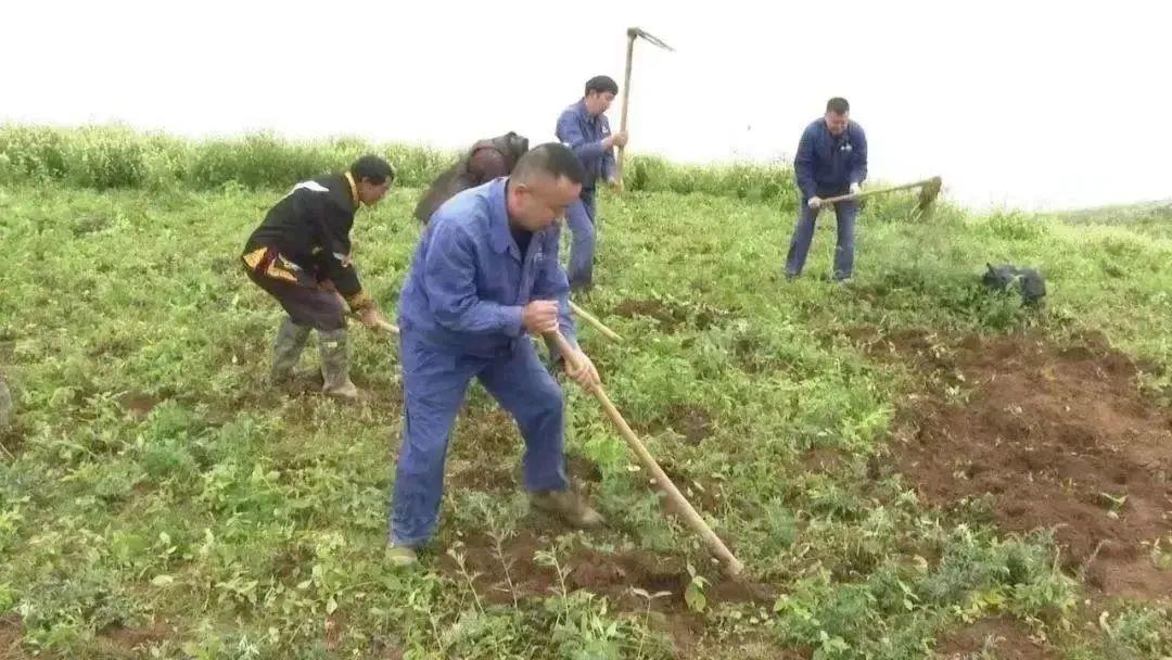 种牛膝赚钱吗_致富种植牛膝视频_牛膝种植致富