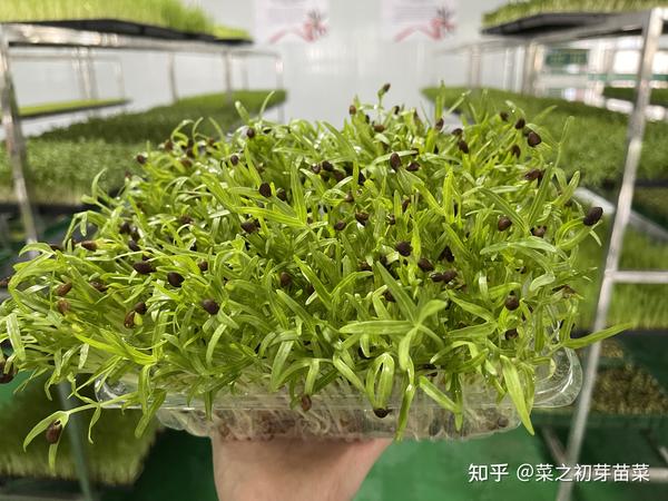 用芽苗菜带动了全村人致富成功的那个人你还记得吗？