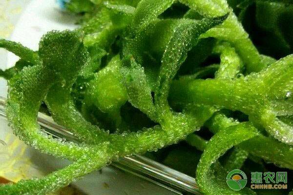 致富宝典种植图片大全_致富宝典资料_种植致富宝典图片