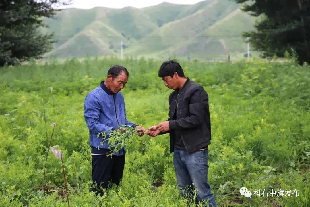 致富种植牛膝怎么样_牛膝种植效益_牛膝种植致富