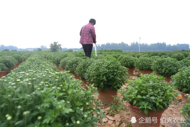 农民种植特色作物20年，年收入近20万元，为啥年轻人不愿从事