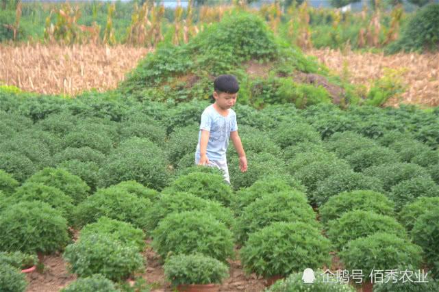 农民种植特色作物20年，年收入近20万元，为啥年轻人不愿从事