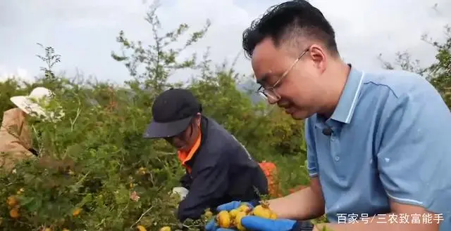 种植黑花生走上致富路_种植黑花生走上致富路_种植黑花生走上致富路