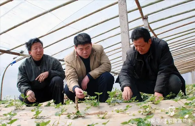 种植黑花生走上致富路_种植黑花生走上致富路_种植黑花生走上致富路