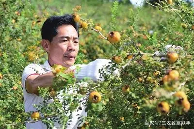 种植黑花生走上致富路_种植黑花生走上致富路_种植黑花生走上致富路